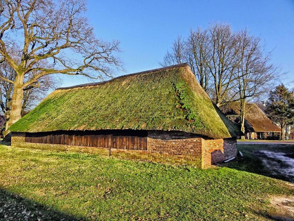 Onderhoud rieten dak bomen